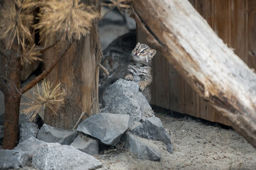 Amur Forest Cat (Prionailurus Felis Bengalensis Euptilura), the Far Eastern Forest Cat is a northern subspecies of the Leopard Bengal Cat. Small tiger mammal. First steps of a cute tiny kitten