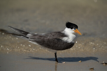 Greater Crested Tern at Busaiteen coast, Bahrain