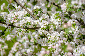 appletree blossom branch in the garden in spring