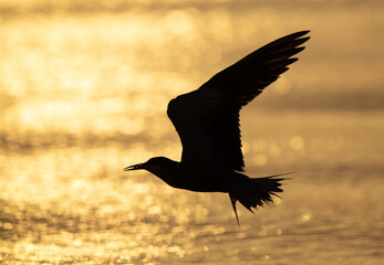 Silhouette of White-cheeked Tern fishing at Tubli bay, Bahrain