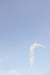 Soft dry branches of beige reeds against a clear blue sky.Beautiful natural background in neutral pastel colors and shades.Rustic style.Minimal, stylish, trending concept for bloggers. selective focus