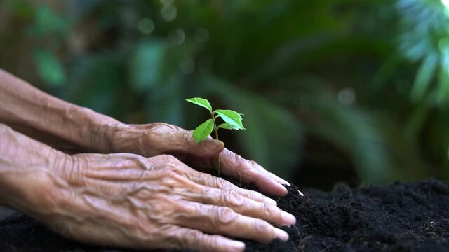 Hands old women agriculture holding and care plant tree keep environment and nature.  Growth of plants reduce global saving biodiversity nature.  Ecology and environment Concept