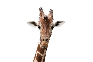 Close-up photo of giraffe face isolated on white background