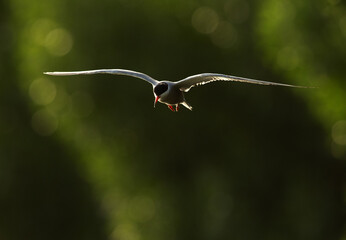 White-cheeked Tern hovering to fish at Tubli bay, Bahrain