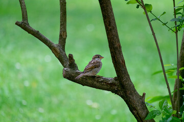 Little bird alone on a tree branch