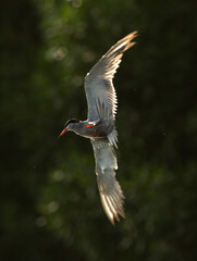 White-cheeked Tern fishing at Tubli bay, Bahrain