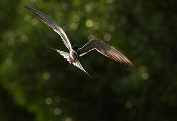 White-cheeked Tern flying at Tubli bay, Bahrain. A photo taken against sunlight