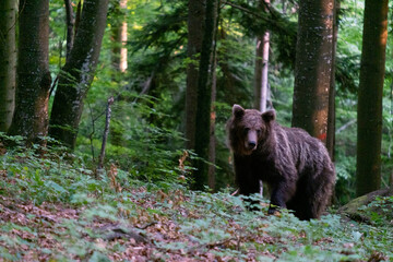 Brown bear in the woods of Slovenia
