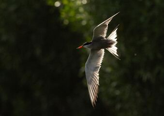 A backlit image of White-cheeked Tern at Tubli bay, Bahrain