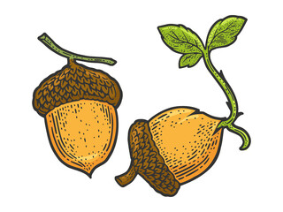 sprouted acorn color line art sketch engraving vector illustration. T-shirt apparel print design. Scratch board imitation. Black and white hand drawn image. © Oleksandr Pokusai