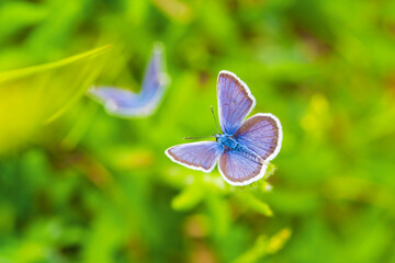 Butterfly on green grass