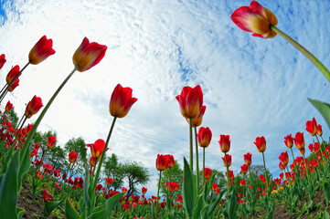 tulips stretching up to the blue sky 