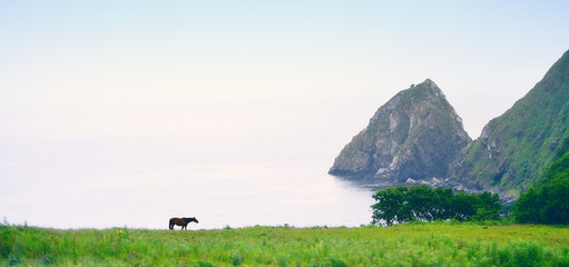 horse grazes by the sea