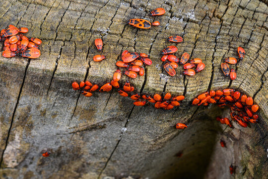 A large group of insects, the red-winged wingless, gathered on the bark of a tree - Powered by Adobe