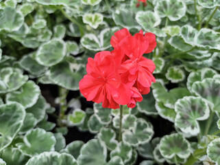 Geranium 'Wilhelm Langguth'
