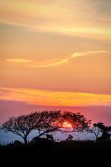 Fototapeta na wymiar Red sun, setting behind a tree in Corfe, Dorset