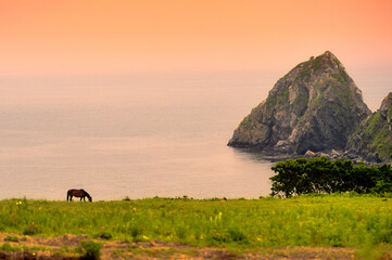 horse grazes at sunset by the sea 