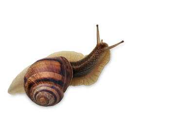 A large snail on a white background is crawling.