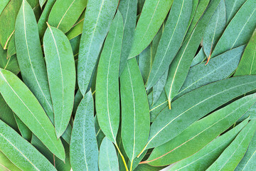 Green nature background of eucalyptus leaves