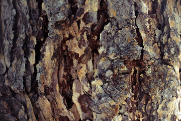 The texture of the pine bark in ohra color, gray, brown in daylight for the background