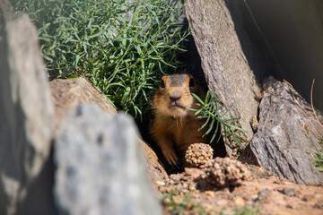photo of a gopher in a mink among stones and grass