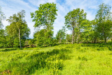Pasture with lush foliage trees in summer