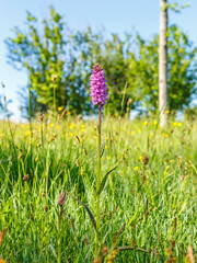 Meadow with a Heath spotted orchid flower