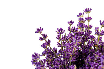 Fototapeta premium Lavender flowers isolated on white background. Close up. Space for text