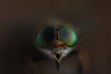 A macro portrait of house fly.
