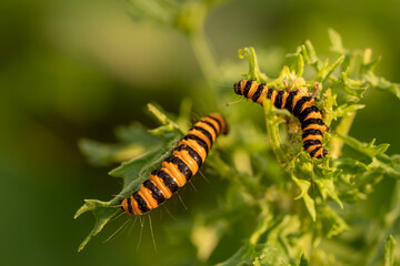 Yellow Black Caterpillarson Flowers in Spring