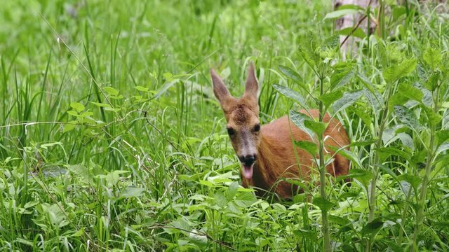 European roe deer (Capreolus capreolus) grazing on plants in a forest meadow