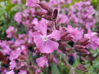 Silene dioica 'Rollie's Favorite'