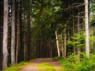 Fototapeta premium Green coniferous forest in the mountains. Tall tree trunks in a dense forest in the morning.