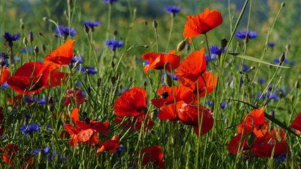 Obraz premium The red poppy