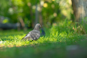 A very done bird sitting on grass