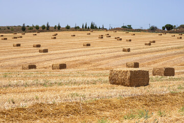 Fototapeta premium Haystacks on a mown field with trees and hills on the horizon. Harvest