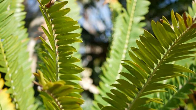 Cycad fern leaves in forest, California USA. Green fresh juicy natural botanical leafage. Encephalartos or zamiaceae dioon palm lush foliage. Tropical jungle rainforest woods atmosphere garden design.