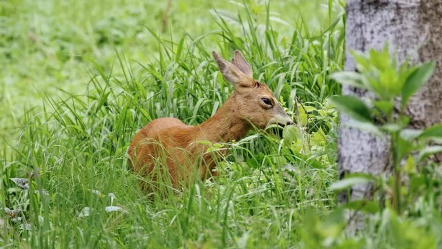 European roe deer (Capreolus capreolus) grazing on plants in a forest meadow