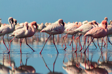 Wild african birds. Group birds of pink flamingos  walking around the blue lagoon on a sunny day