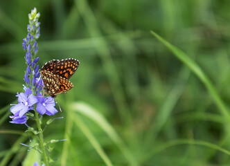Beautiful butterfly feeding on a bright pink flower closeup. Butterfly on a spring flower among the field