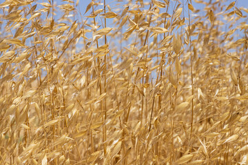 Abstract plant background of dry yellow stalks of grass closeup