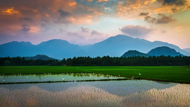 Beautiful landscape growing Paddy rice field with mountain and blue sky background in Nagercoil. Tamil Nadu, South India.