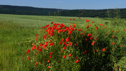 The red poppy