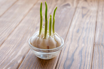 Sprouted garlic in a transparent bowl of water