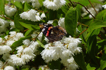 Red admiral, red admirable (Vanessa atalanta), family Nymphalidae on white flowers of the shrub...
