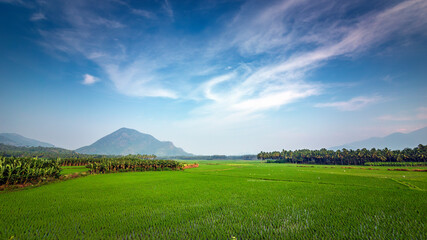 Beautiful landscape growing Paddy rice field with mountain and blue sky background in Nagercoil. Tamil Nadu, South India.