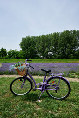 Fototapeta premium lavanda
