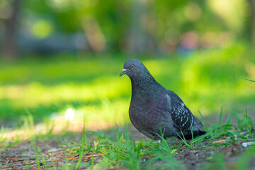 A bird that is standing in the grass