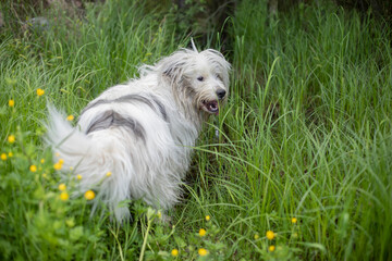 Naklejka na ściany i meble The dog walks in nature. White shaggy terrier.