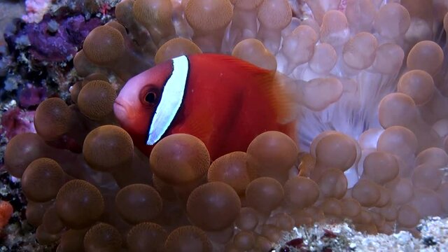 
Tomato Clownfish/Anemonefish (Amphiprion frenatus) - Close Up - Philippines